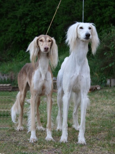 Padhishah + Panthera